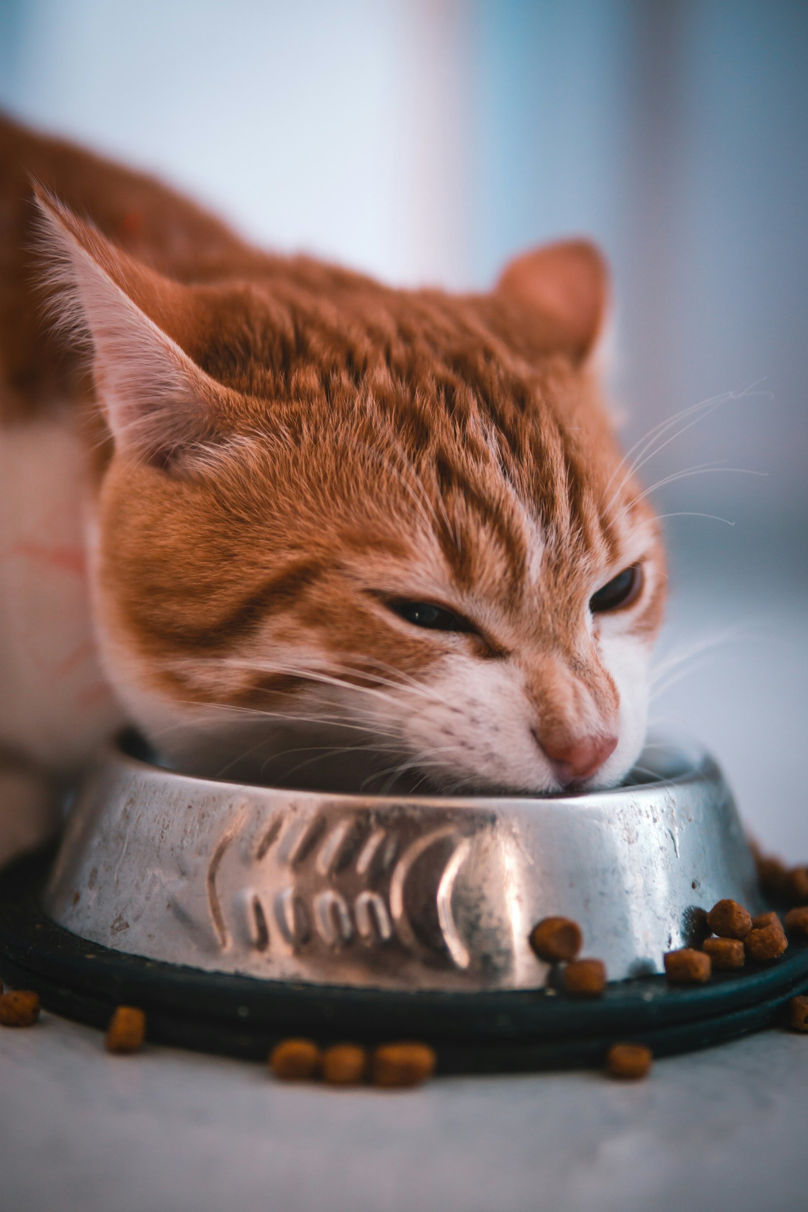 A cat eating, the point at which a probiotic dose is delivered when sprinkled over food