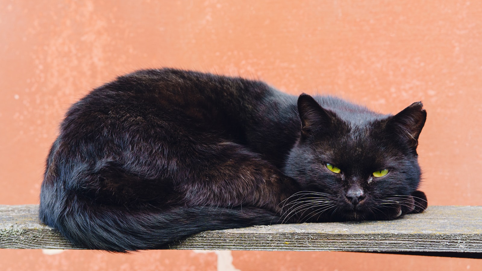 An older cat resting, the age group where feline osteoarthritis becomes near-universal