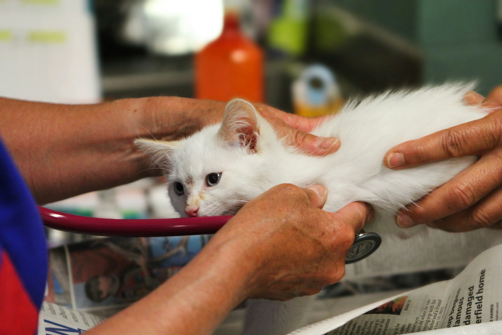 A cat being examined by a veterinarian, the right starting point before choosing a probiotic for ongoing diarrhea