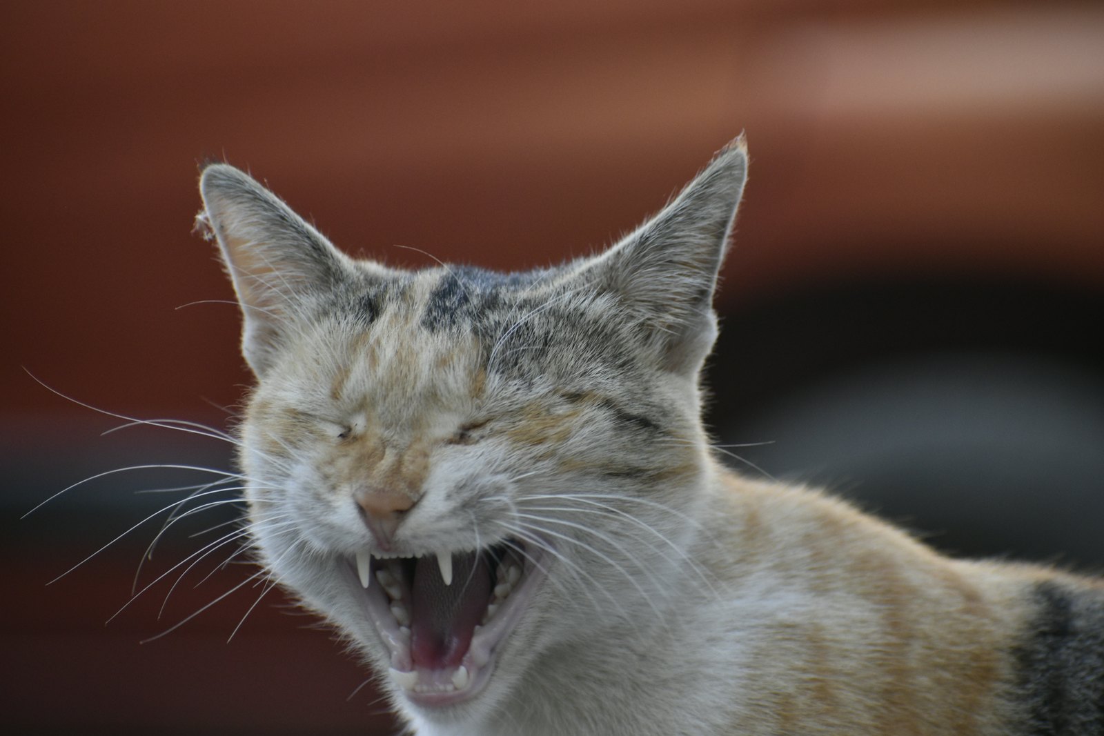 Close-up of a cat showing its teeth, a rare clear look at the feline mouth where dental disease usually goes unseen