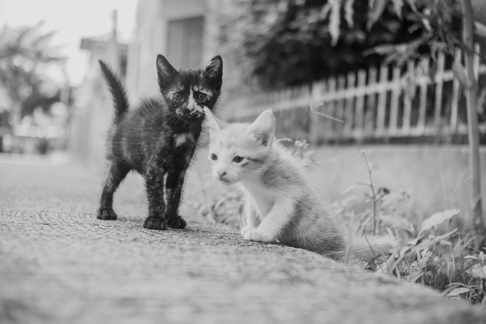 A cat and a dog together, the multi-pet household where sharing one supplement bottle is tempting but risky