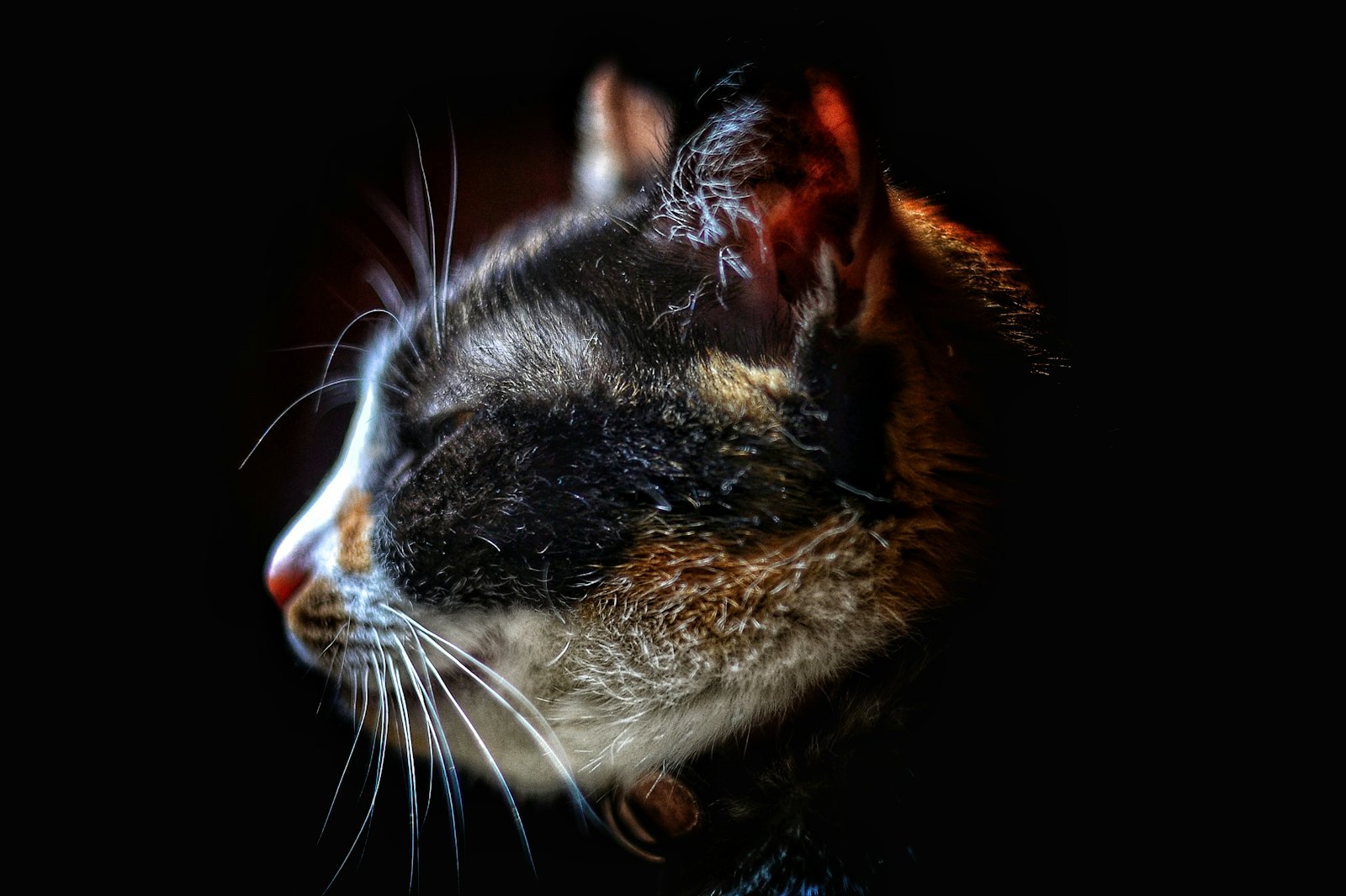 Close-up of an adult cat, a species that hides joint pain so well arthritis is easily missed